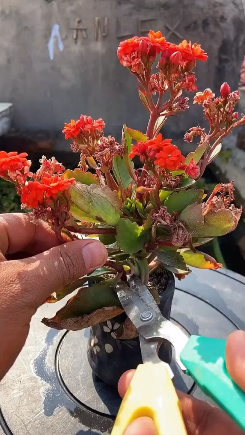 长寿花繁殖方法