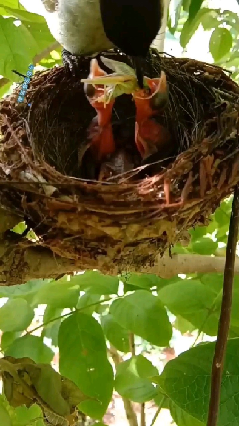 真不敢相信鸟宝宝刚破壳鸟妈妈就喂这么大的虫子宝宝能吃得下去吗