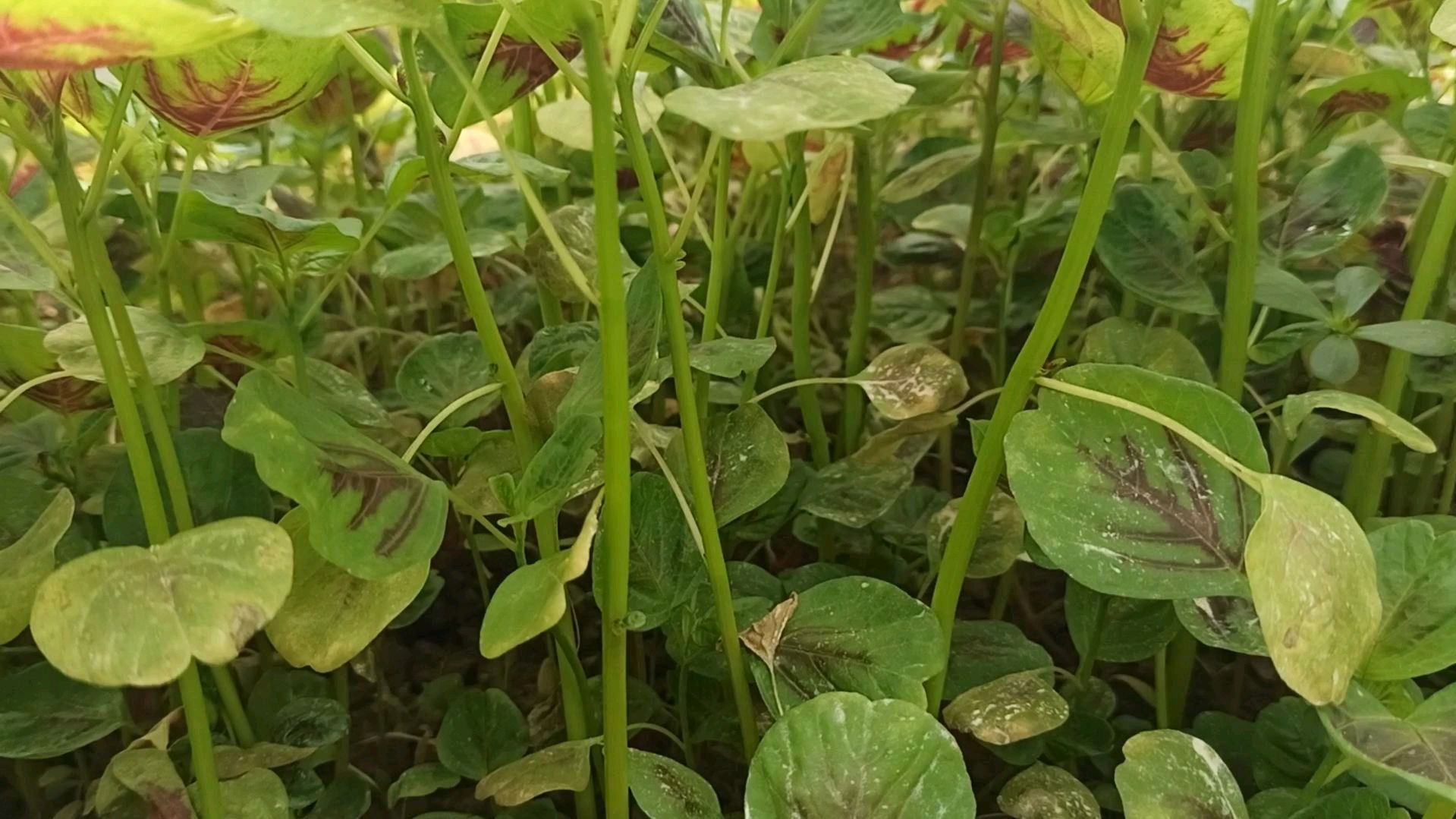 苋菜叶面泛黄叶片背部出现白色小斑点,蔬菜种植户为你分析原因