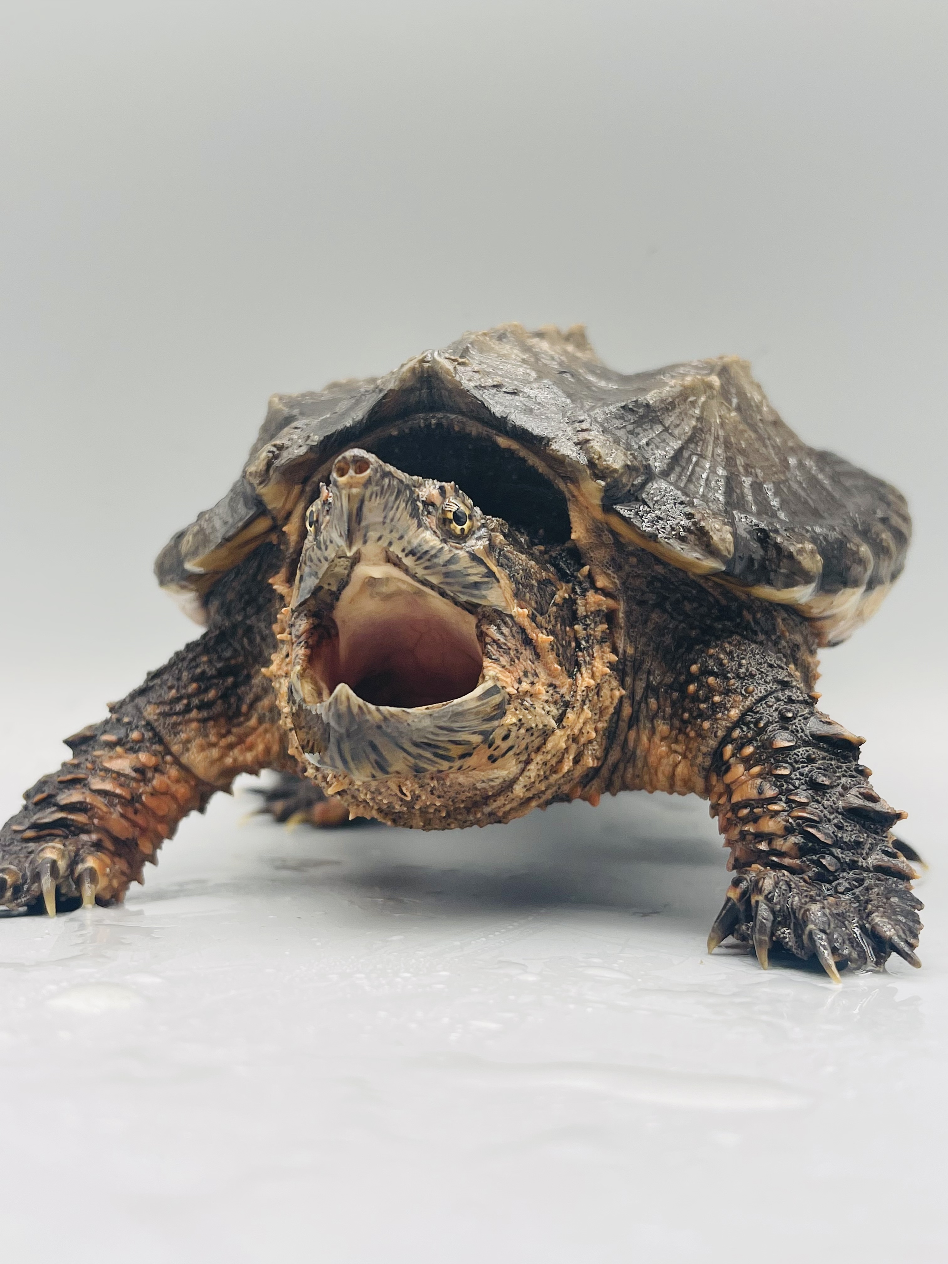 大佛杂鳄龟大小杂鳄龟图文欣赏