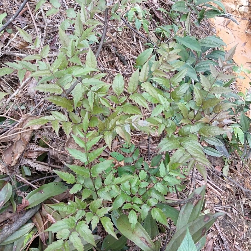 广西高山的藤茶又被称为长寿茶,健康藤茶民间饮用历史可上溯到神农藏