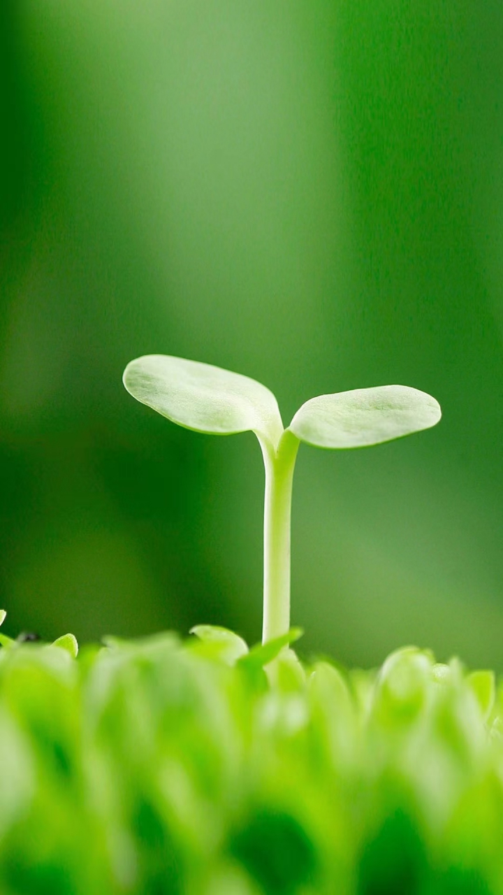 天雨虽大  不润无根之草  道法虽宽,不渡无缘之人