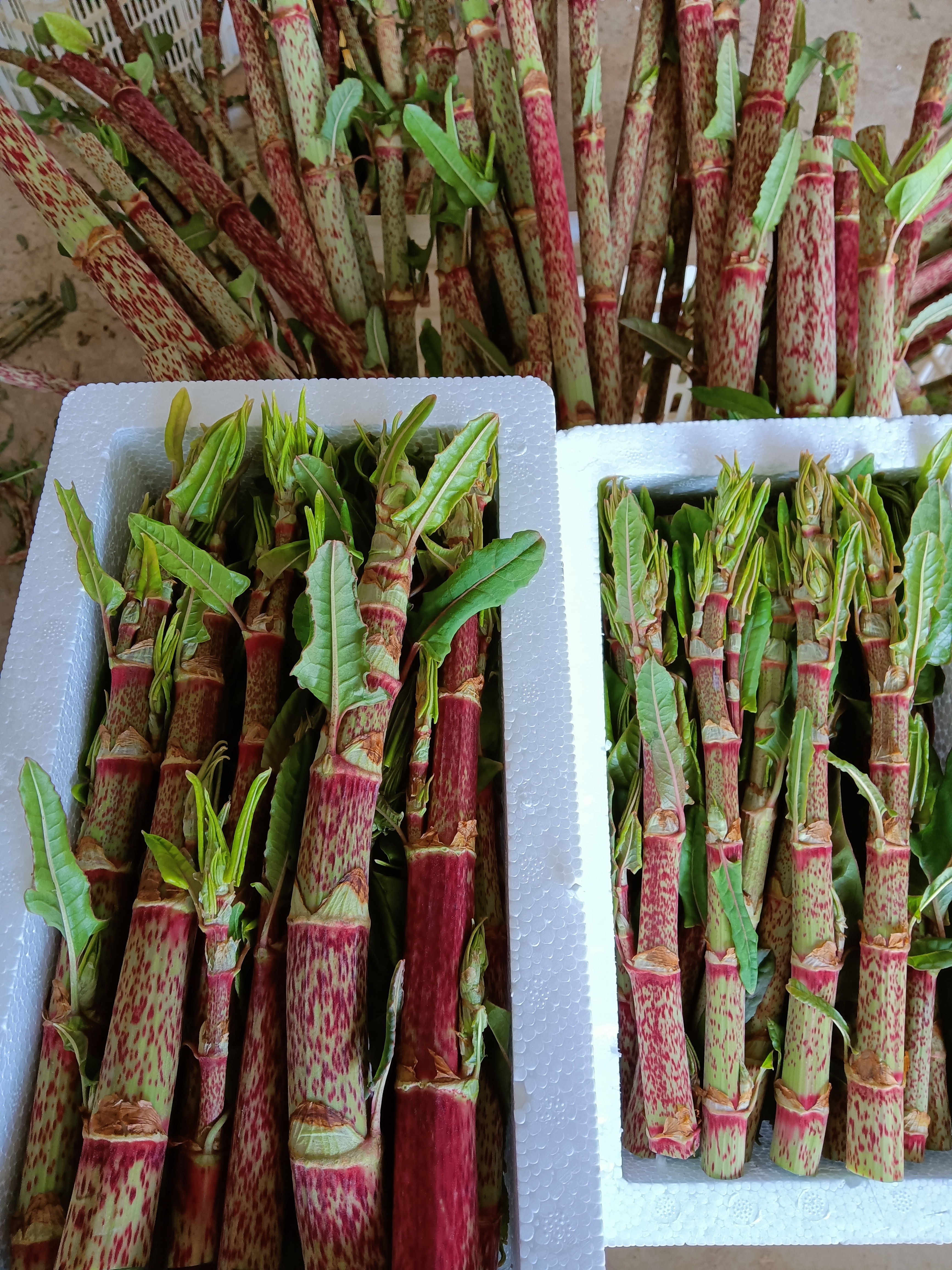 花斑竹笋又大又红的花斑竹笋