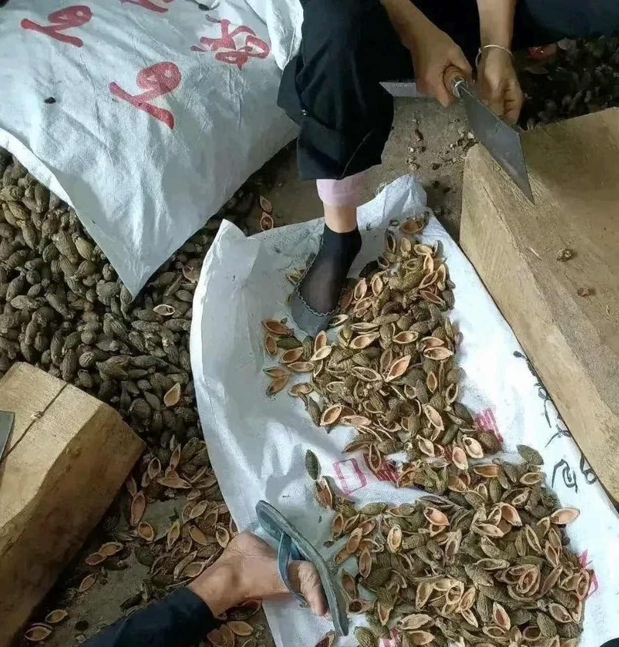 这是槟榔吗