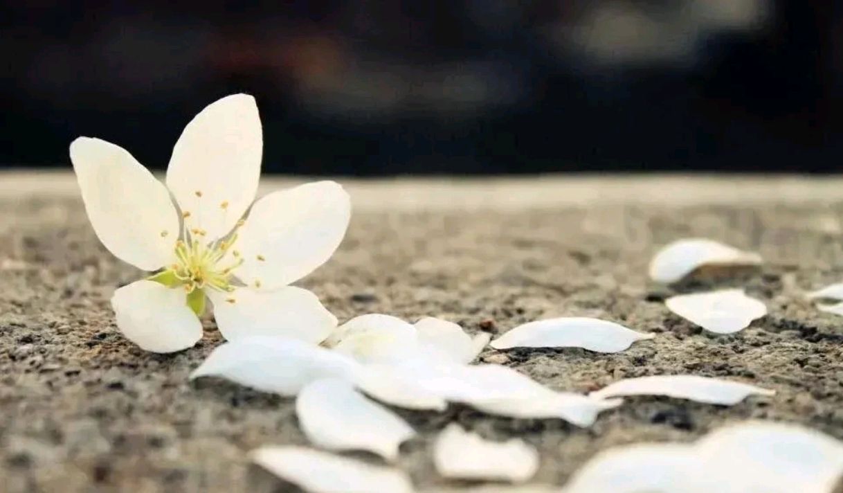 于今尘而言,许多人和许多人之间的缘,有且仅有一次