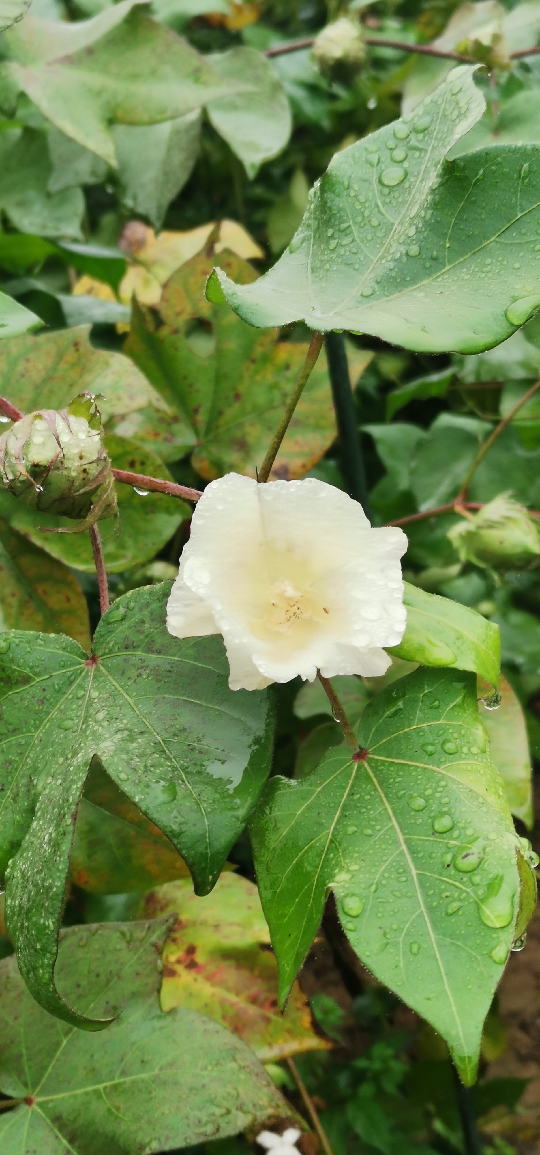 陆地棉花:从种子到收获