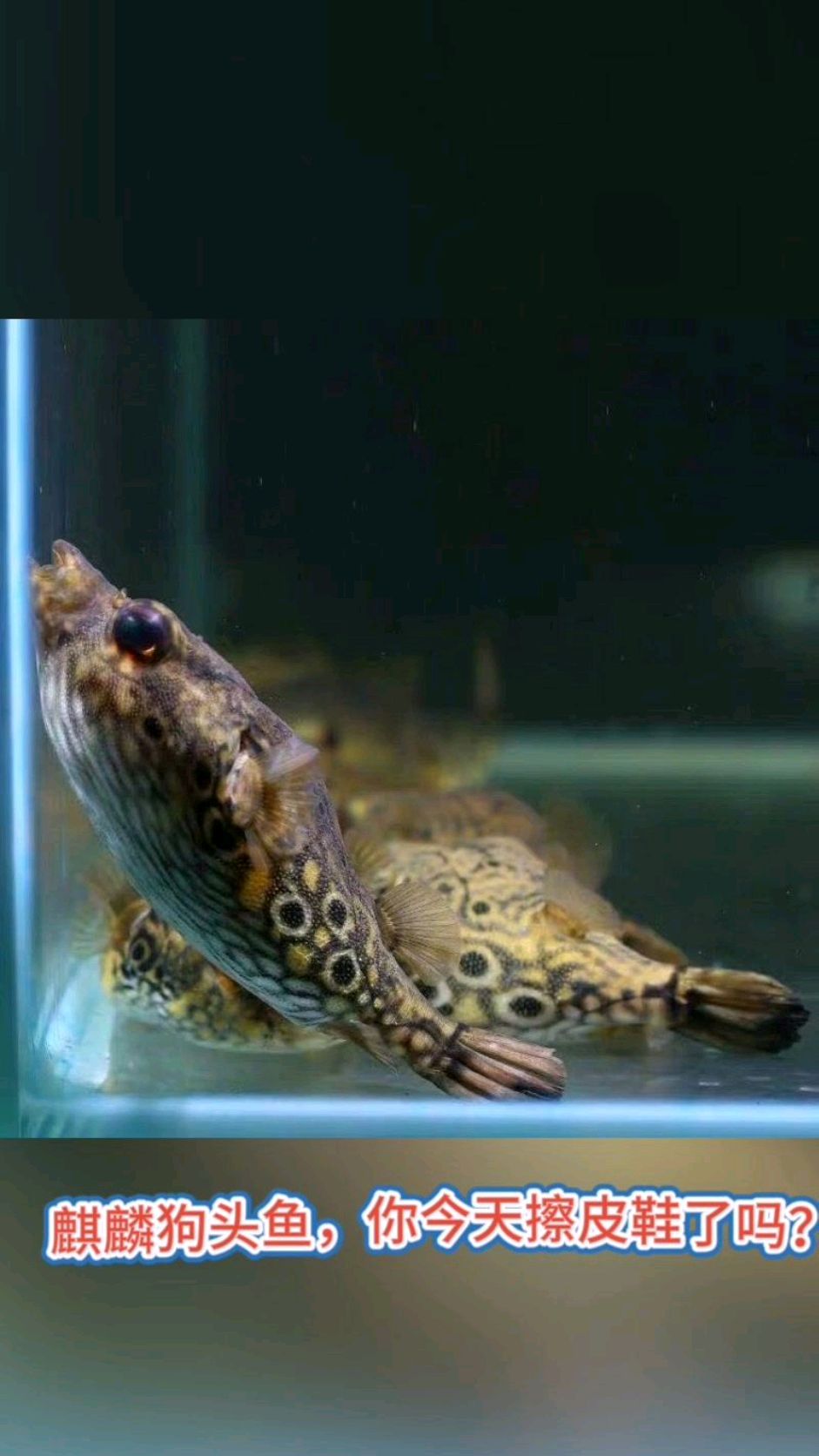 麒麟狗头鱼,鱼缸中的活化石,趴缸不好动,养前一定要攻略一下