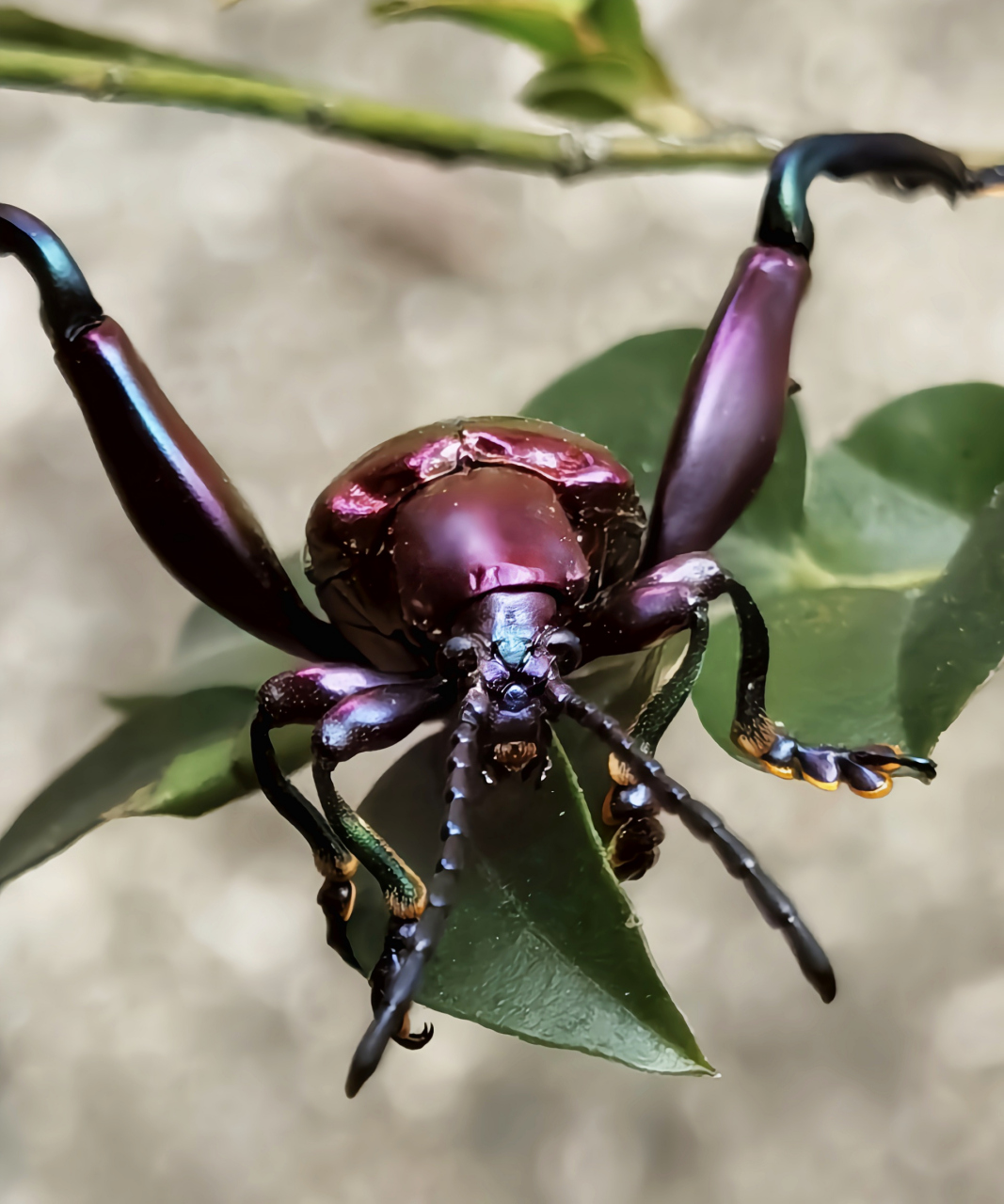 每天认识一种昆虫——紫茎甲 紫茎甲别名葛紫茎甲,曲茎叶甲,是鞘翅目