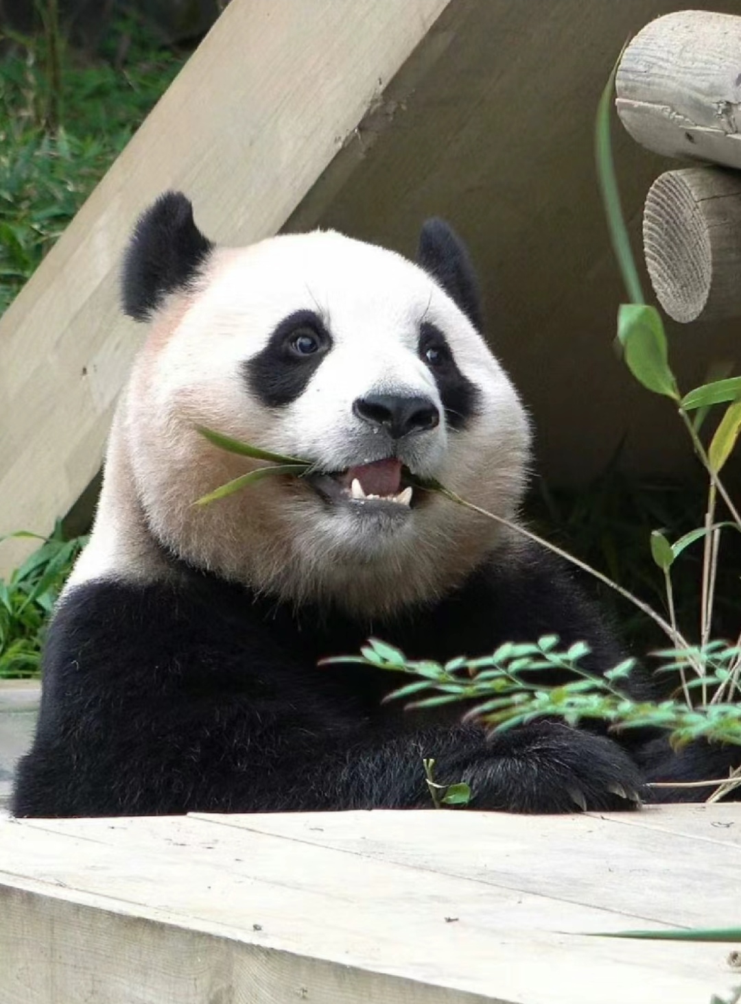 懵懂又很天真 调皮捣蛋活泼 是最可爱的宝宝了