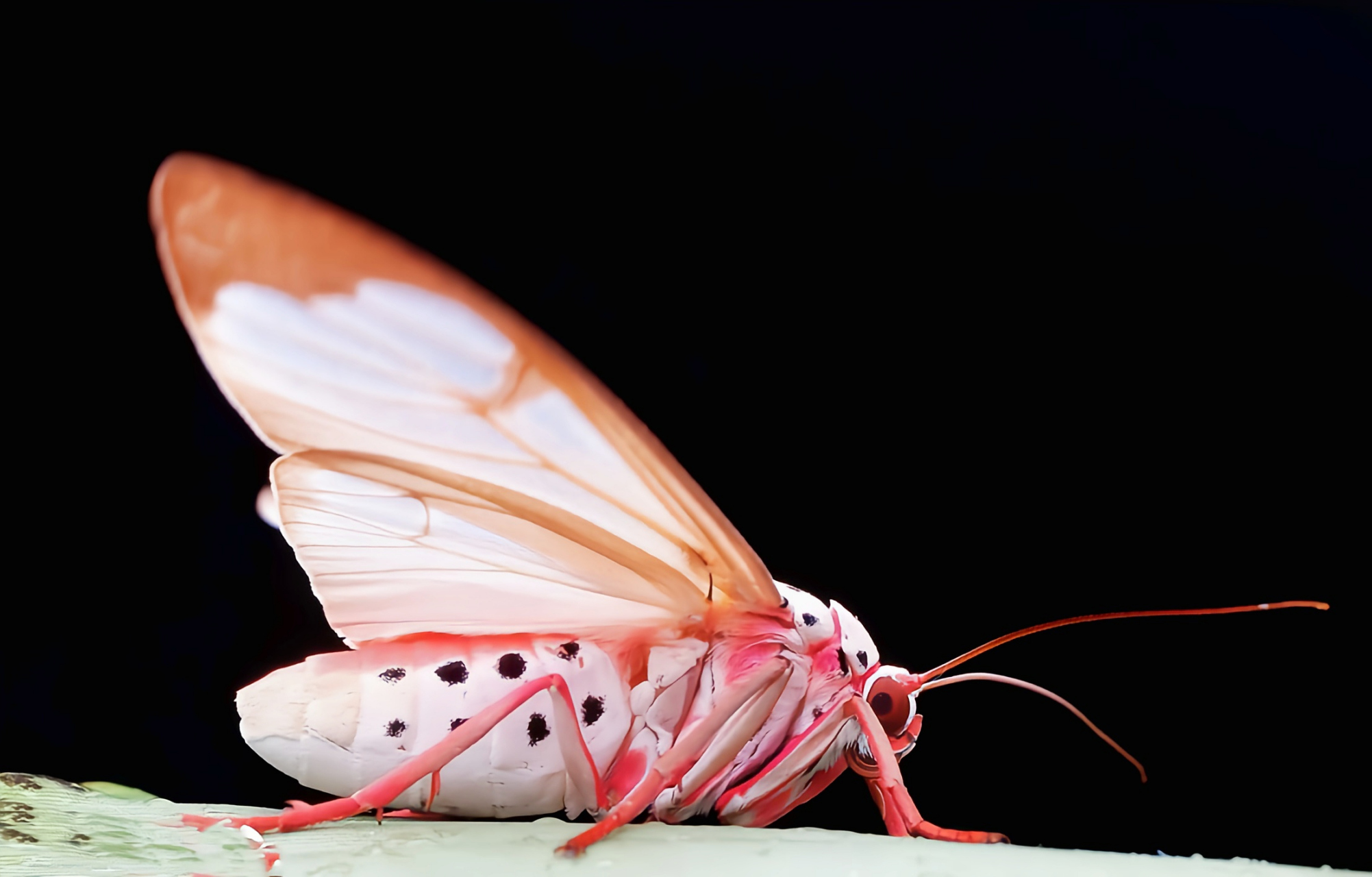 每天认识一种昆虫——闪光玫灯蛾 闪光玫灯蛾本属仅一种,分布于低海拔