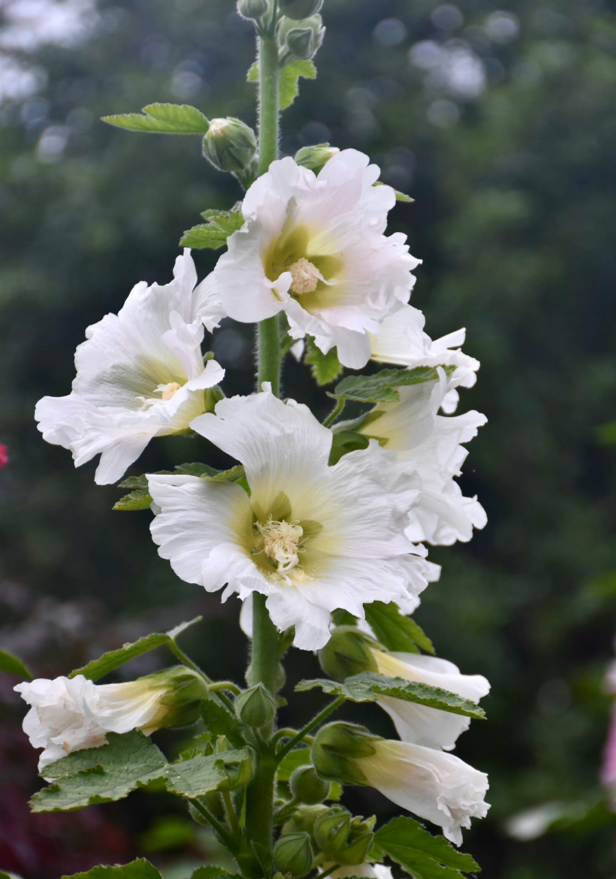 白色蜀葵  最早于四川发现,故得名.在端午开花,称端午花.