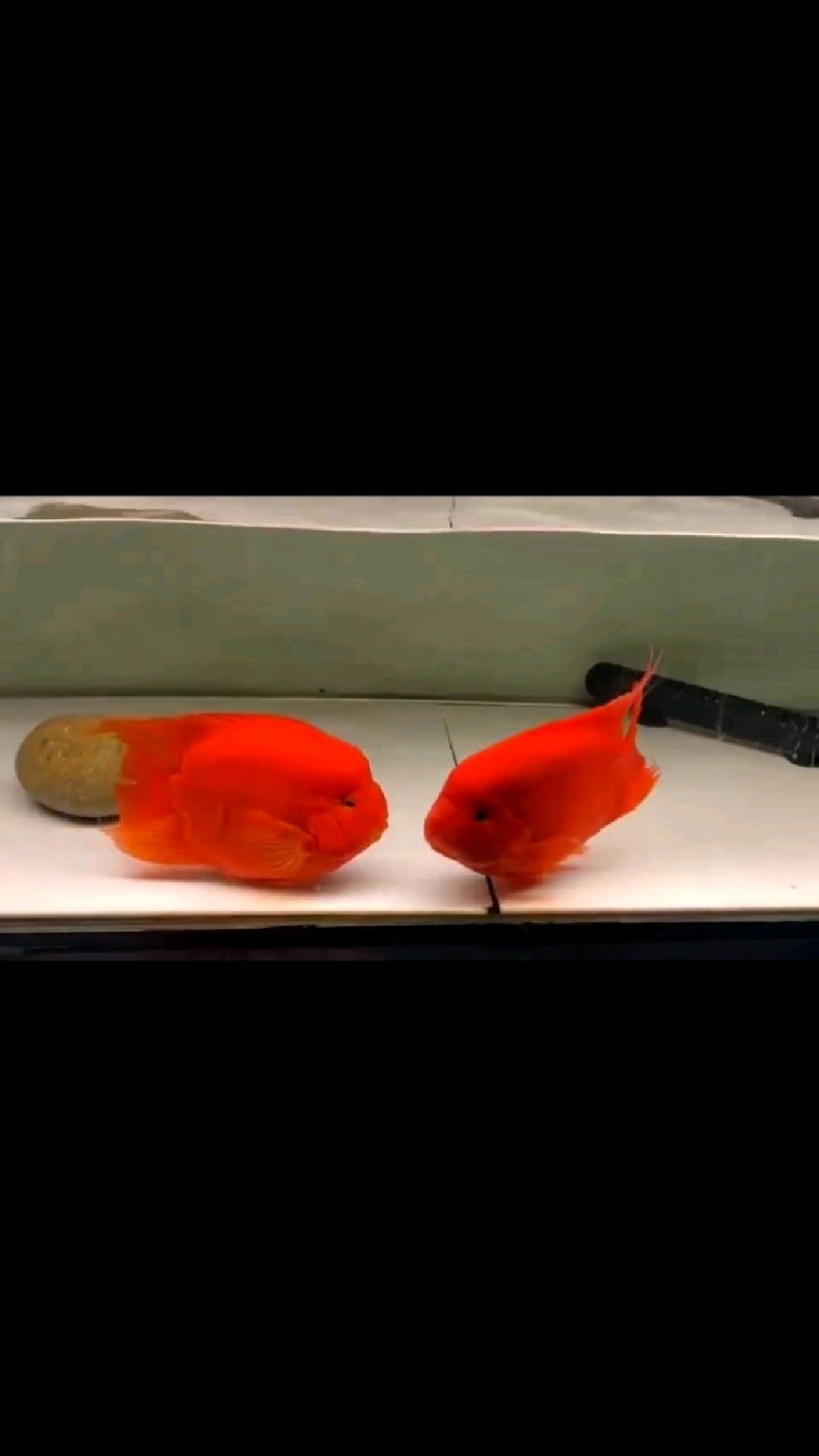 红财神鱼恭祝大家新年发大财