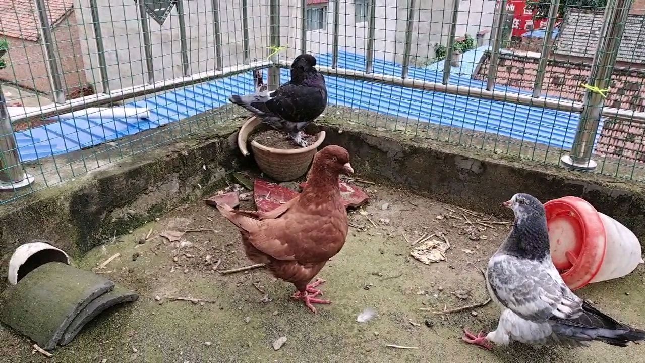 在外面引进的鸽子千万不要直接放在鸽棚里,小伙这次吃大亏了