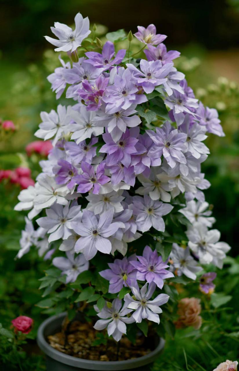 铁线莲"倒影",是铁线莲中的颜值霸主,它的美随便一拍就可以封神的存在