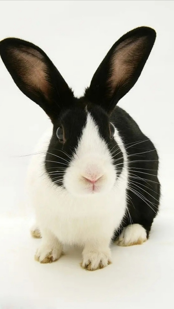 荷兰兔它的毛色分布十分独特,脸部有呈倒转v字的白色毛色,一直伸延到