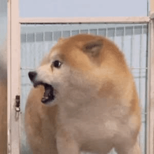 憨狗表情包|一起拉屎吗?