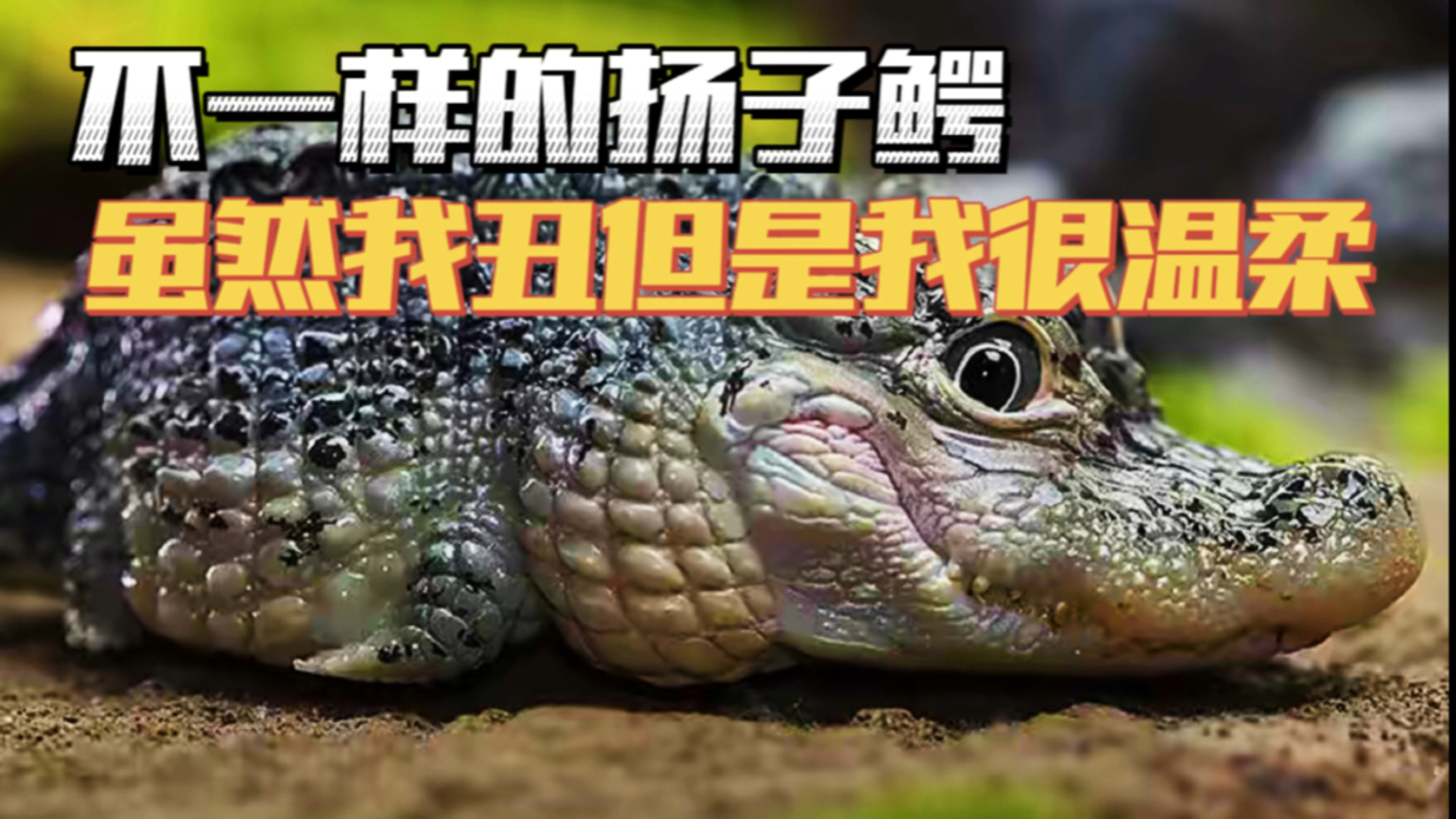 最温柔的鳄鱼、扬子鳄