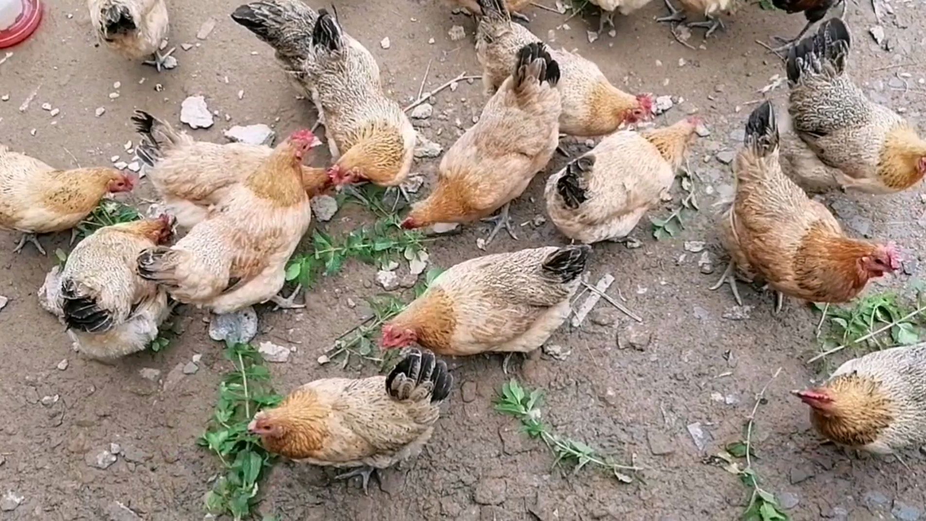 天气太热了,剪点薄荷叶给鸡吃