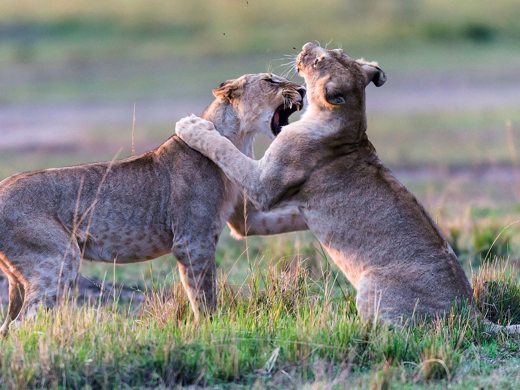 《动物世界》展现了动物王国中的弱肉强食,优胜劣汰的生存法则,每个