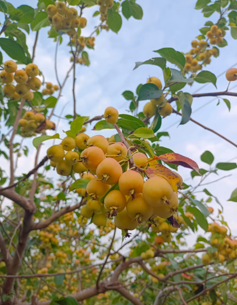 海棠果.今年的果子好像结得特别多硕果累累.