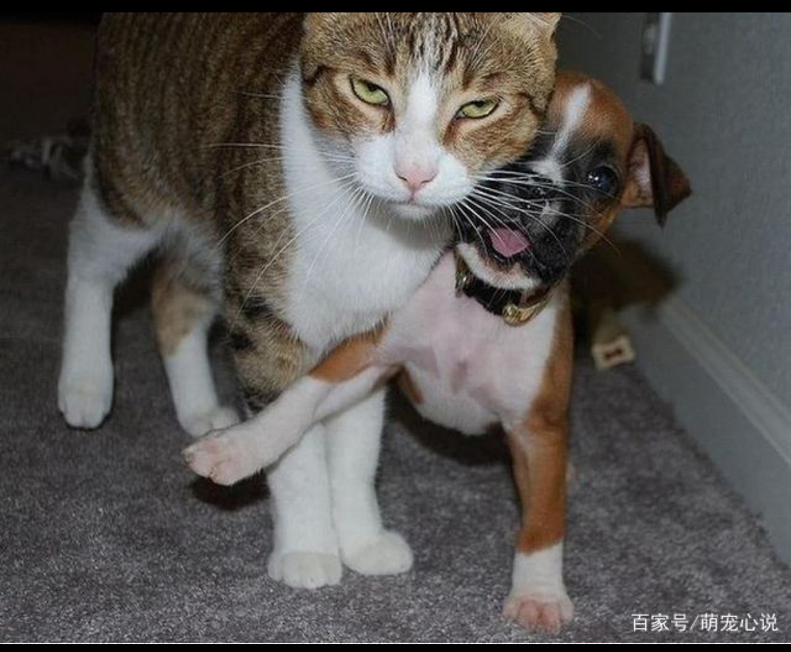 狗弟前面危险我来,猫大姐我是男生我来你靠后.