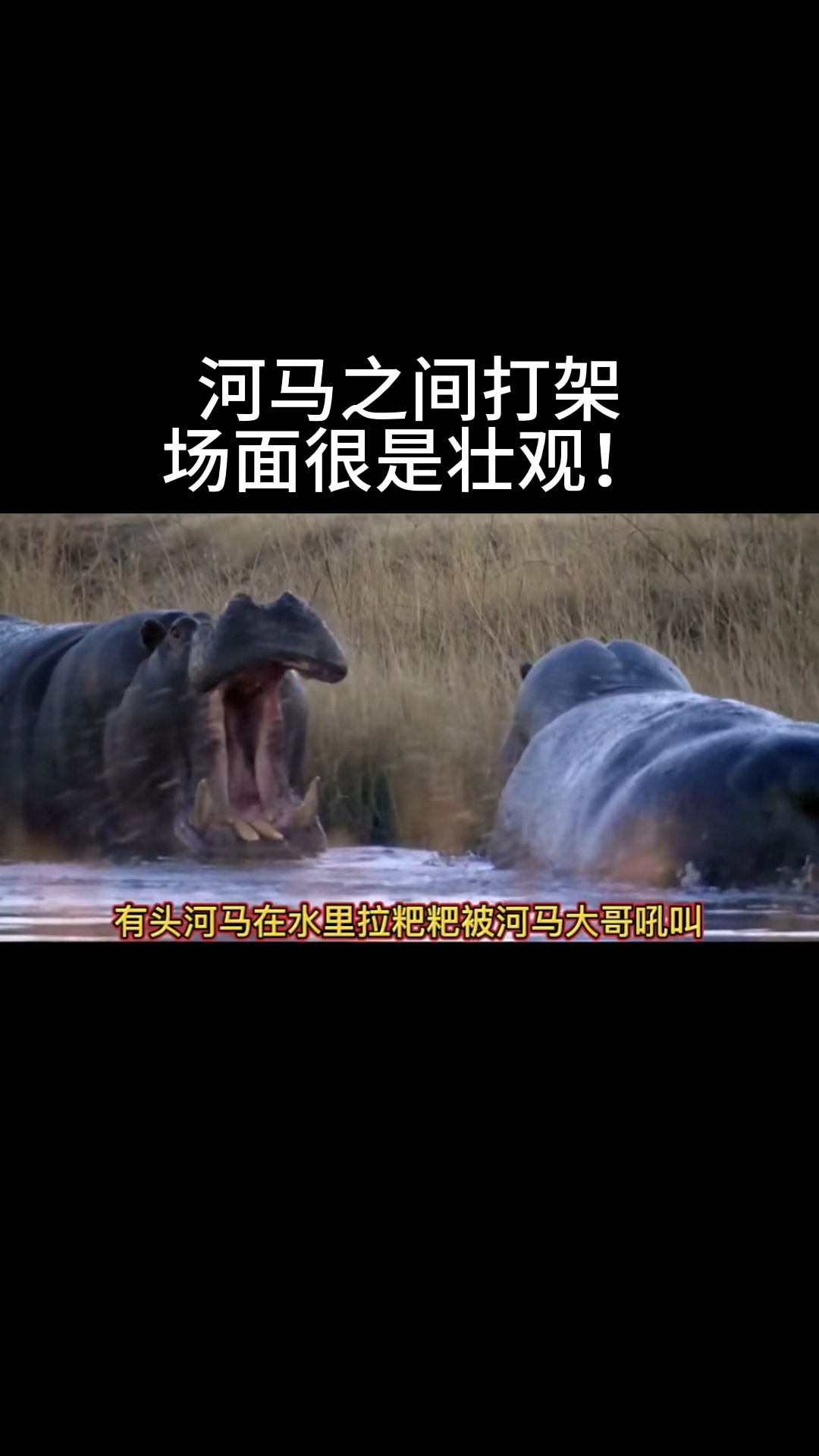 河马打架,场面很是壮观
