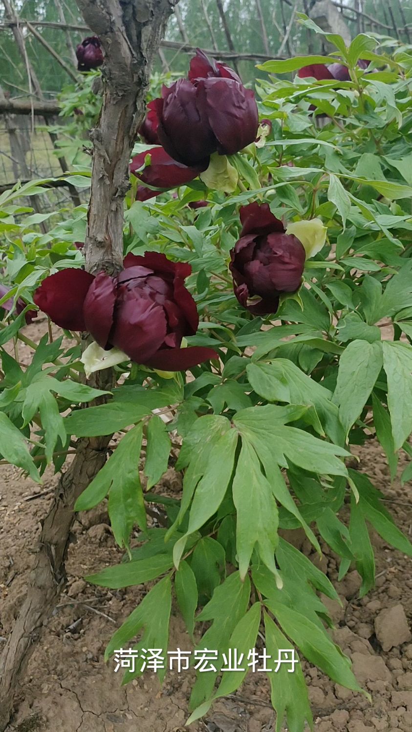 精品牡丹花重瓣牡丹花