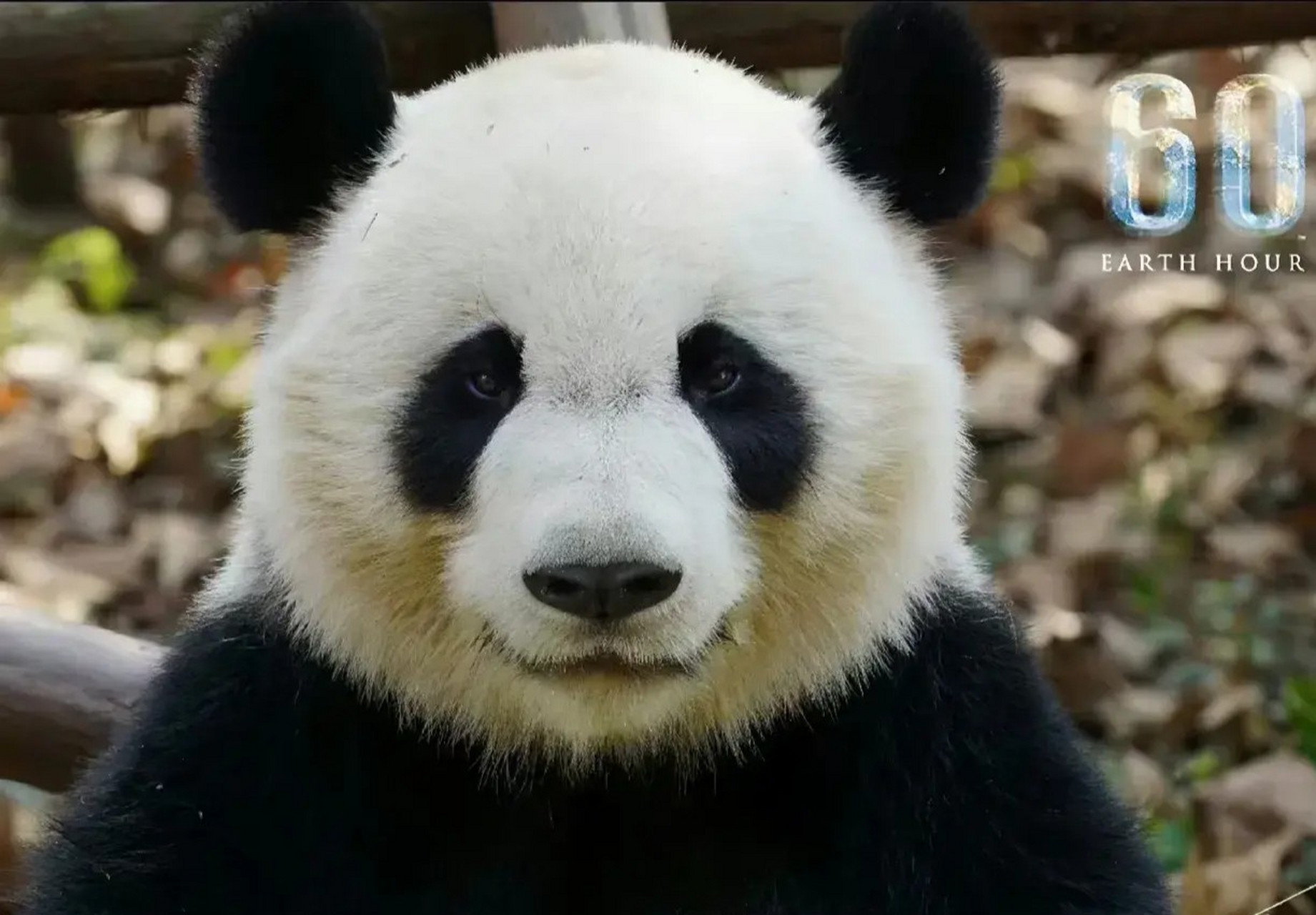 美兰,雄性大熊猫.