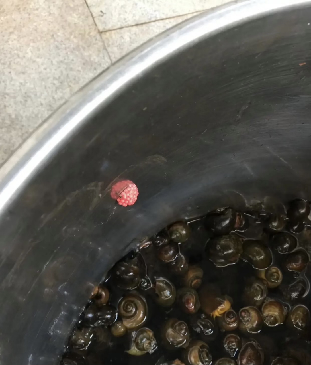 菜市场买的田螺,养了三天居然下蛋了还是红色的蛋,老板明明说螺狮