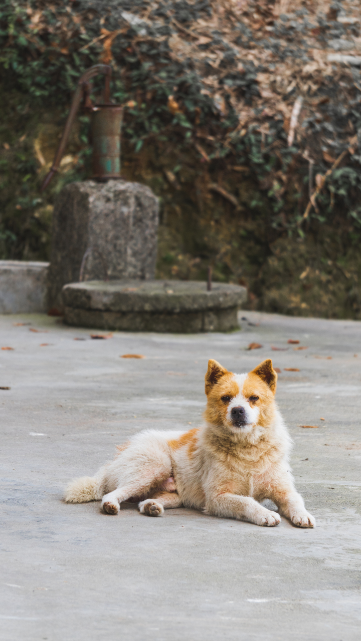 农村最佳护院犬图片