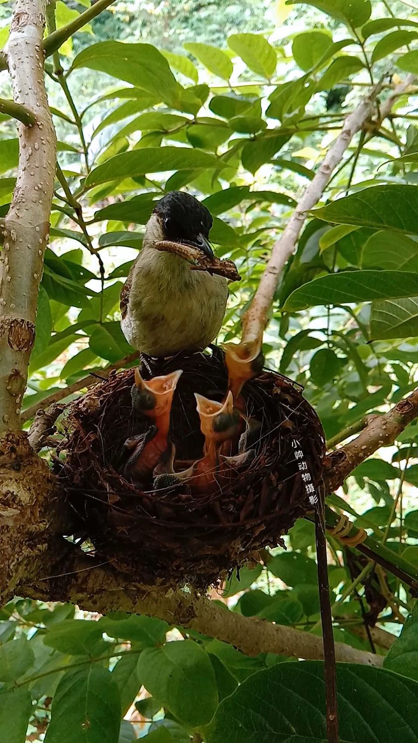 黑头公妈妈带来了一只大蚂蚱