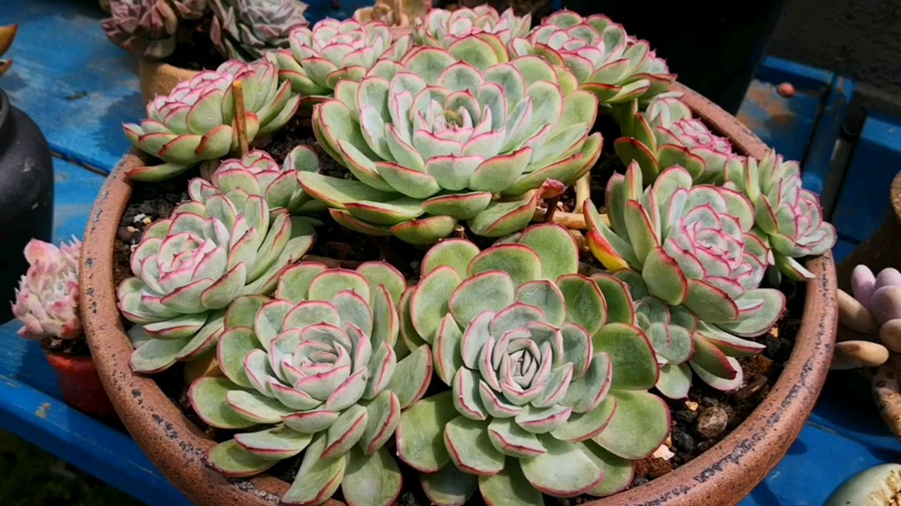 历经一片绿色的草莓冰,终于迎来了上色的季节!