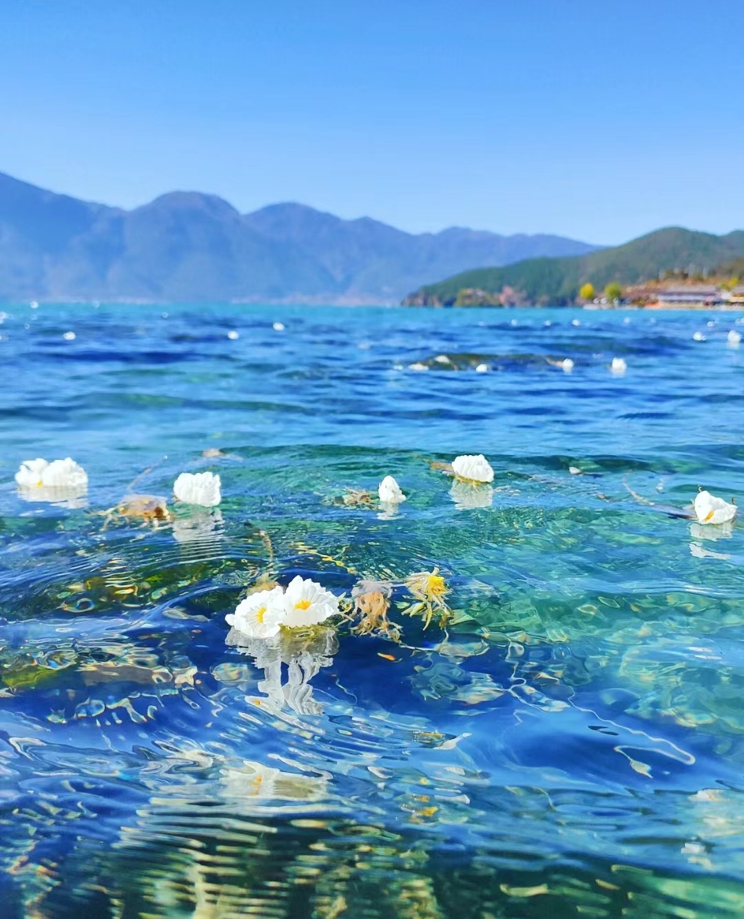 美爆了,泸沽湖的水性杨花开了