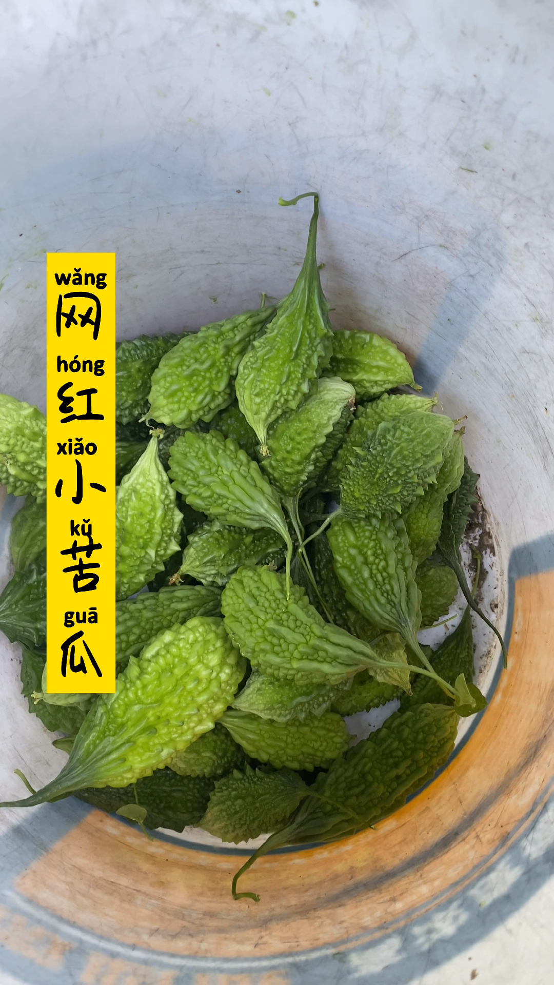 很多人没见过这样的野生小苦瓜!