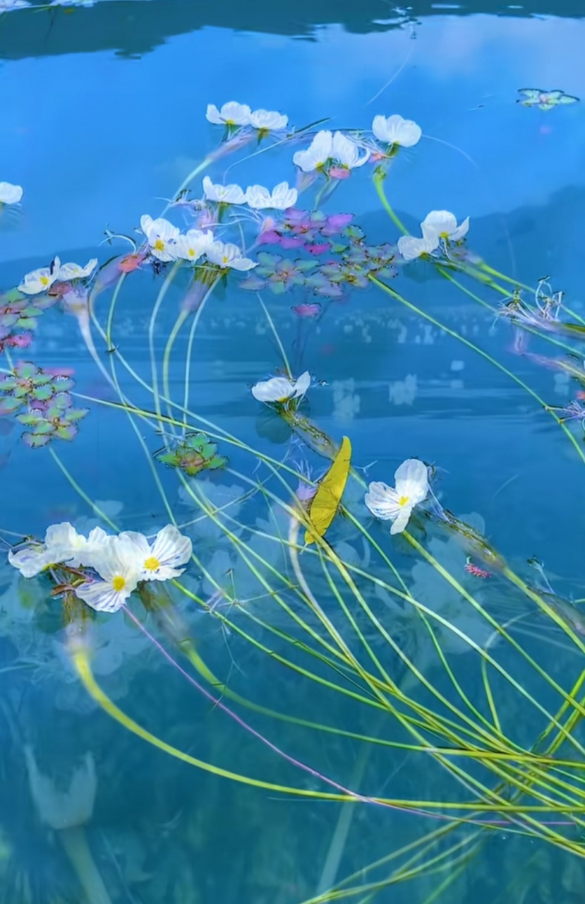 水性杨花指的是海菜花,泸沽湖当地人称之为海藻花,是我国特有的一种