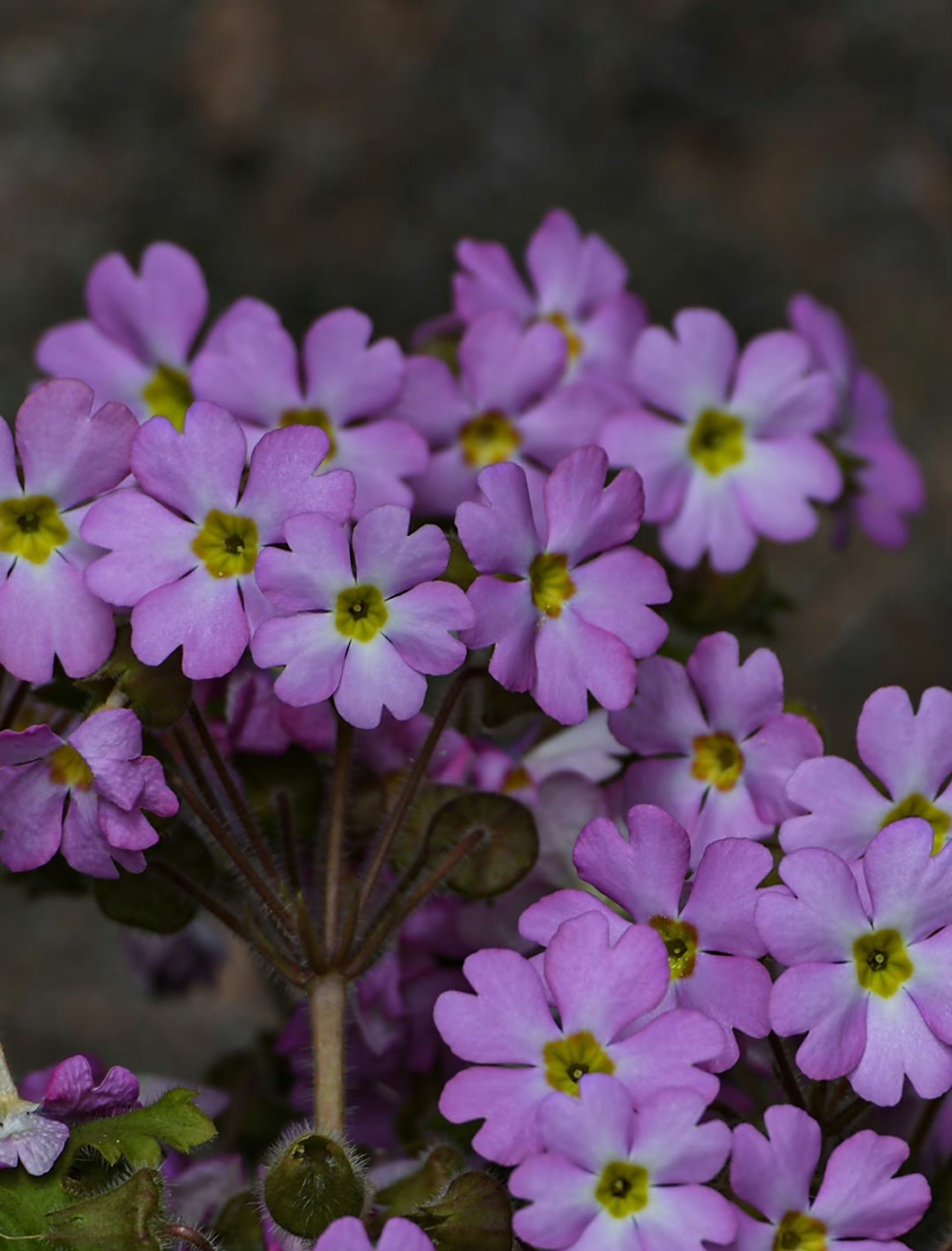 藏报春 primula sinensis 报春花科 报春花属 67.