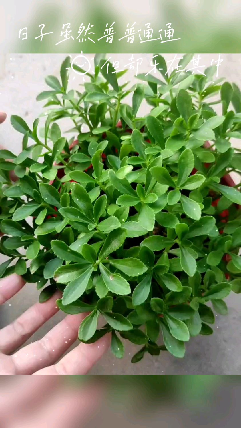 养心菜也叫蚊子草,叶子可以止痒,家里盆栽一盆,夏天用的上