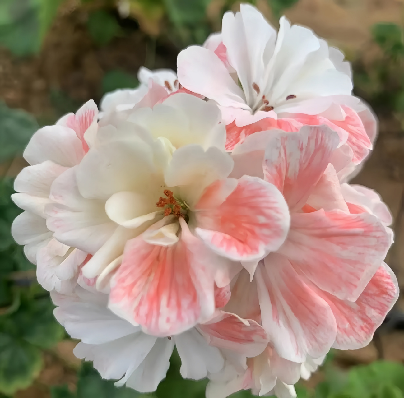 打算入手几棵兽系的天竺葵,听说现在价格很高啊,和普通品种的相比