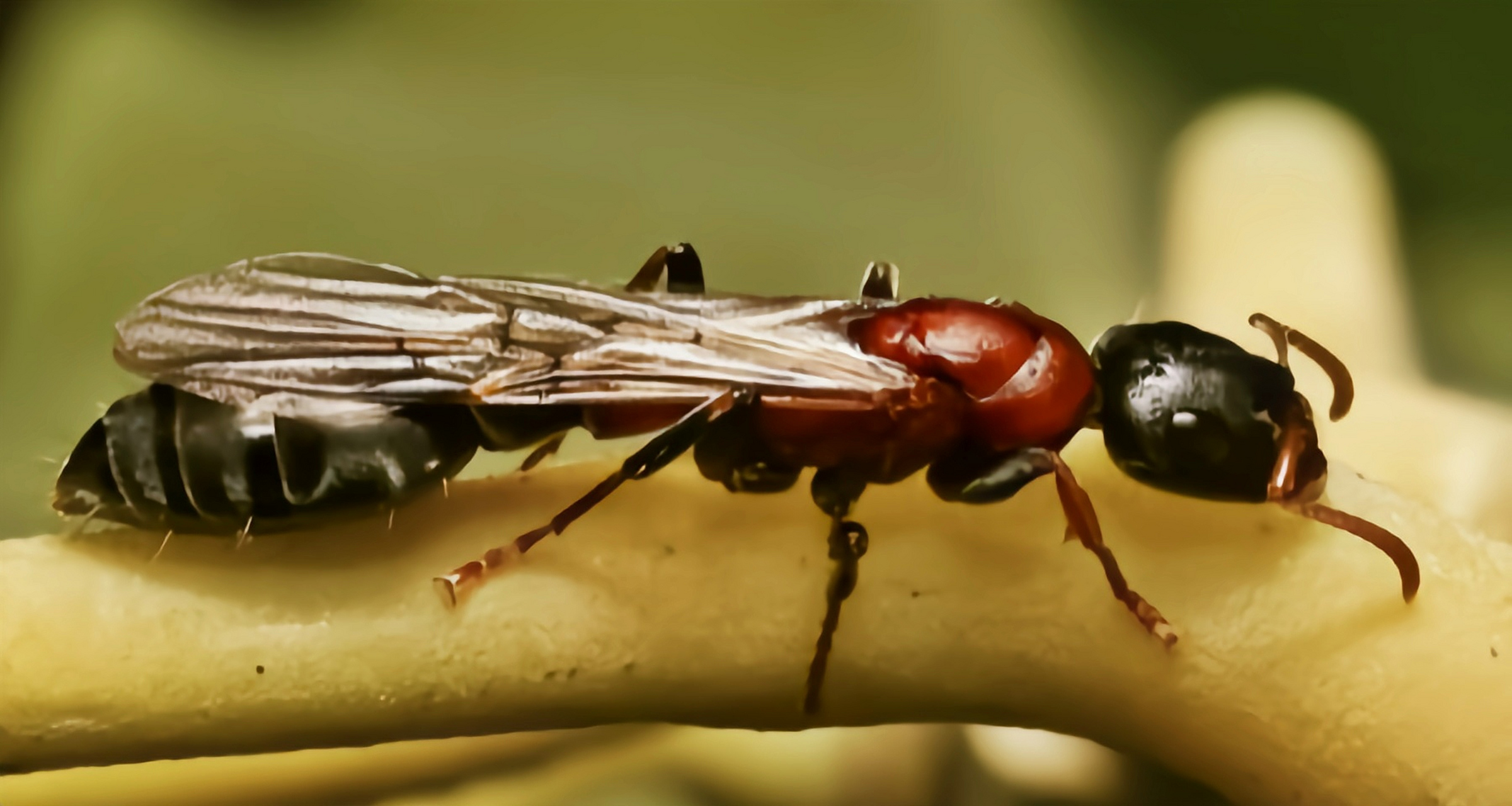 每天认识一种动物——红黑细长蚁 红黑细长蚁是蚁科,细长蚁属动物,原