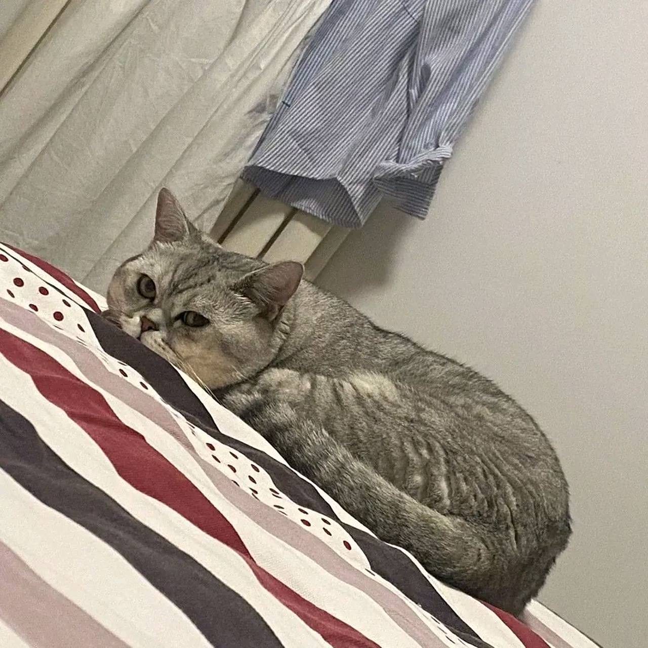 养不熟的猫还要养吗为什么在线