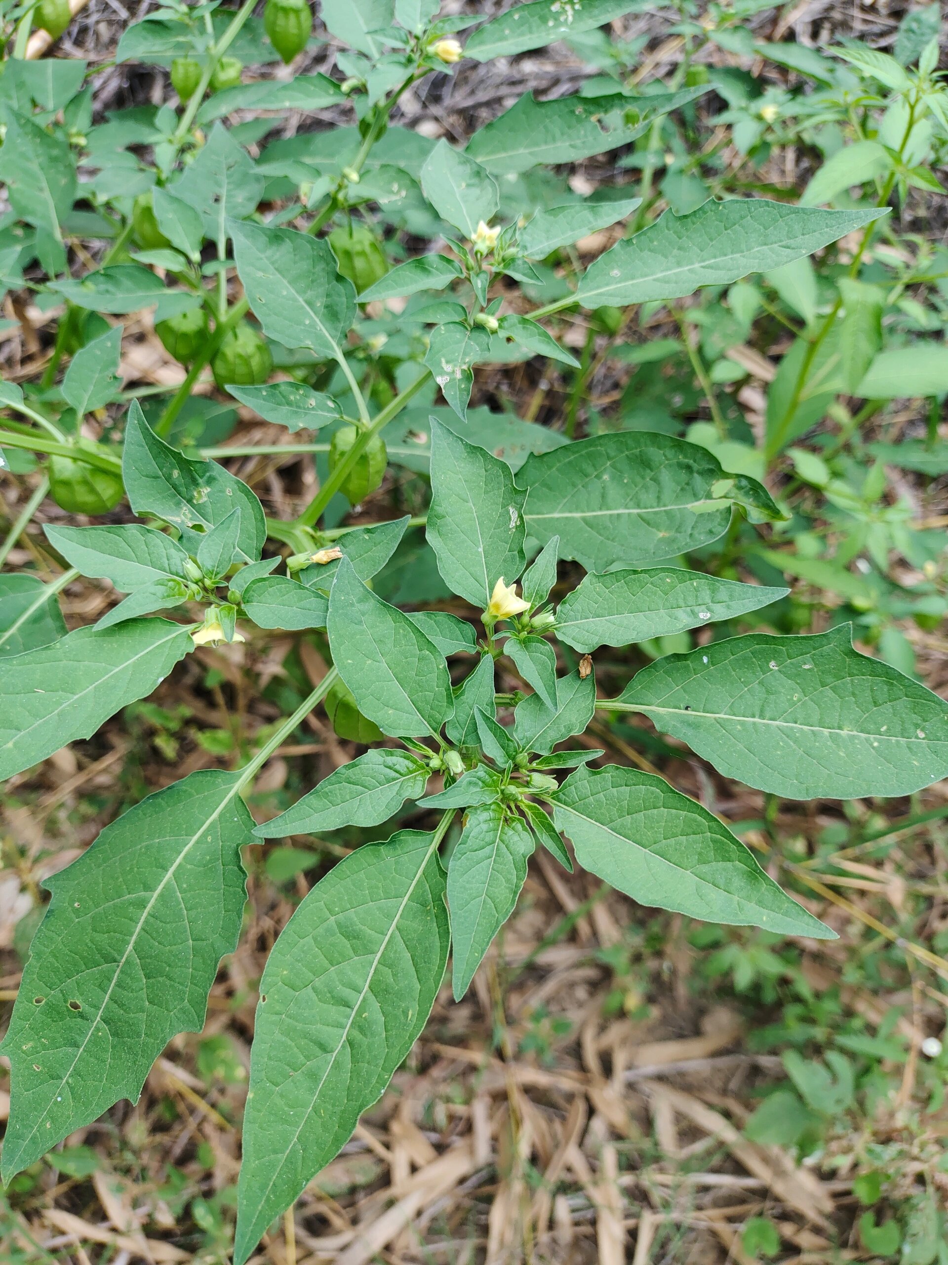 挂满灯笼的植物 灯笼草