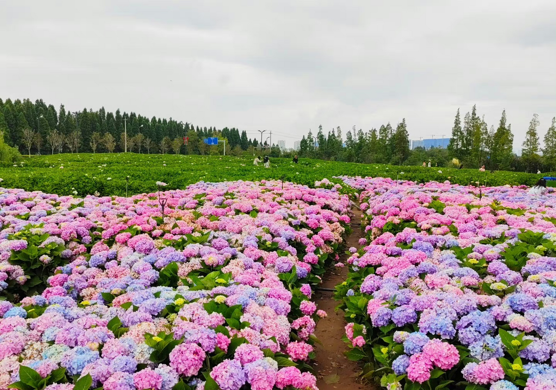 昆明斗南湿地和王官湿地交汇处,连片的绣球花正在盛开.
