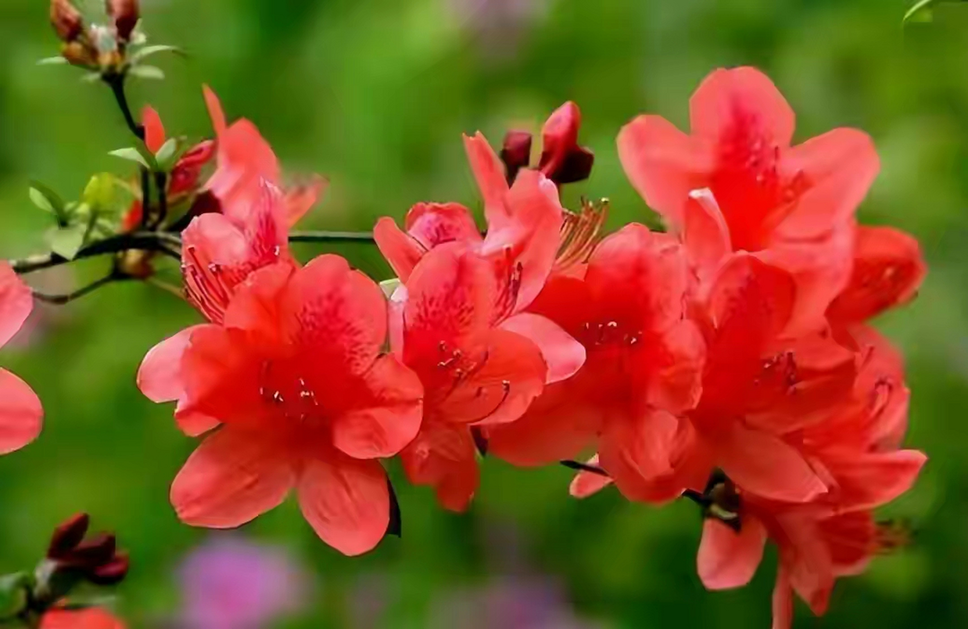 读李白的诗《宣城见杜鹃花》欣赏花中西施杜鹃花之美  宣城见杜鹃花