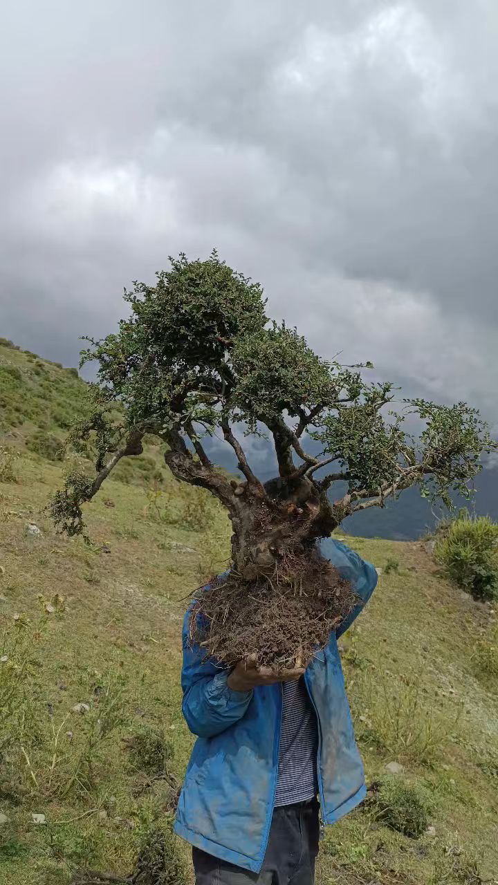 极品白花大果子珍珠荀子