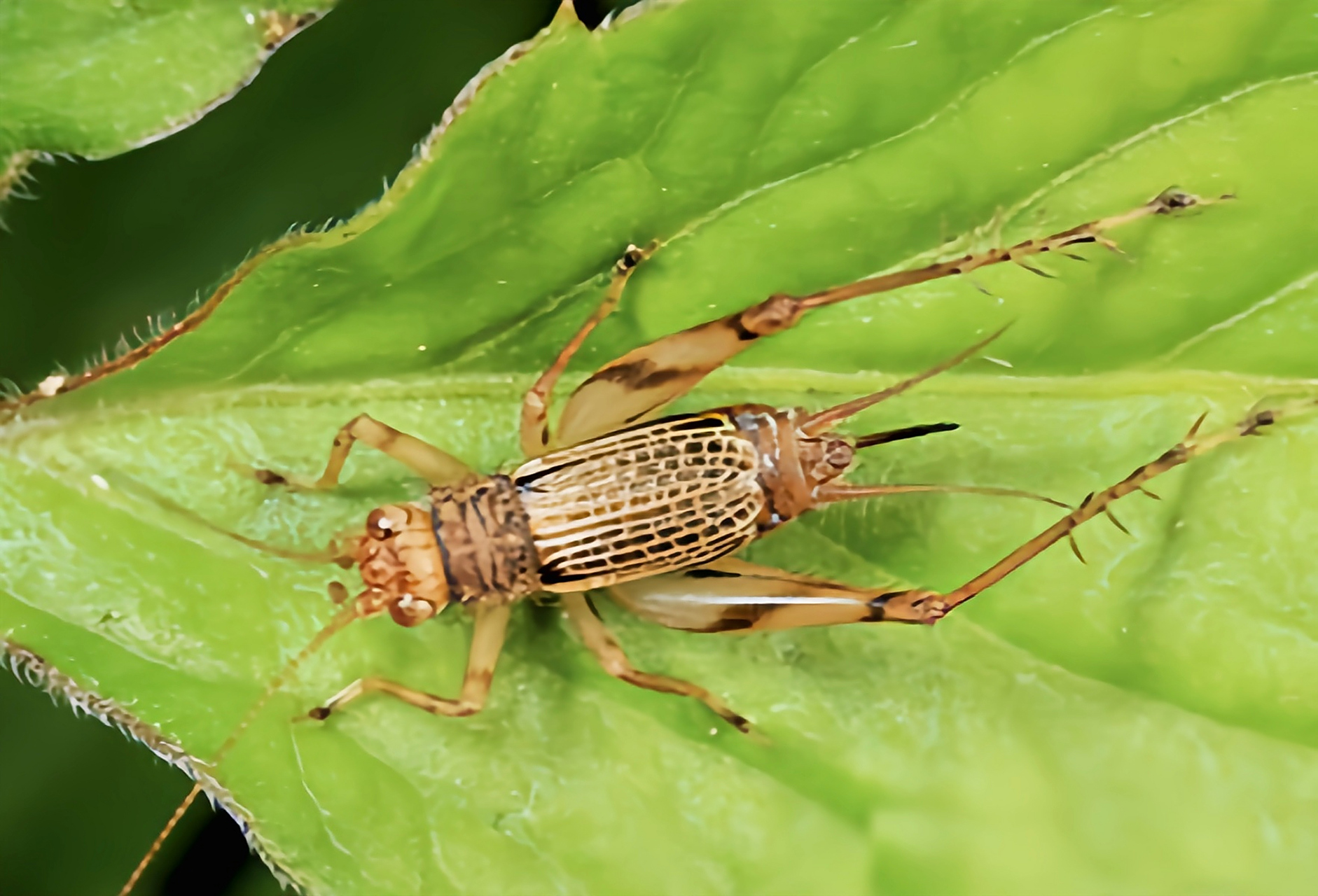 7-0.9厘米,体色金黄,复眼绿色,金色的前翅下略显黑色