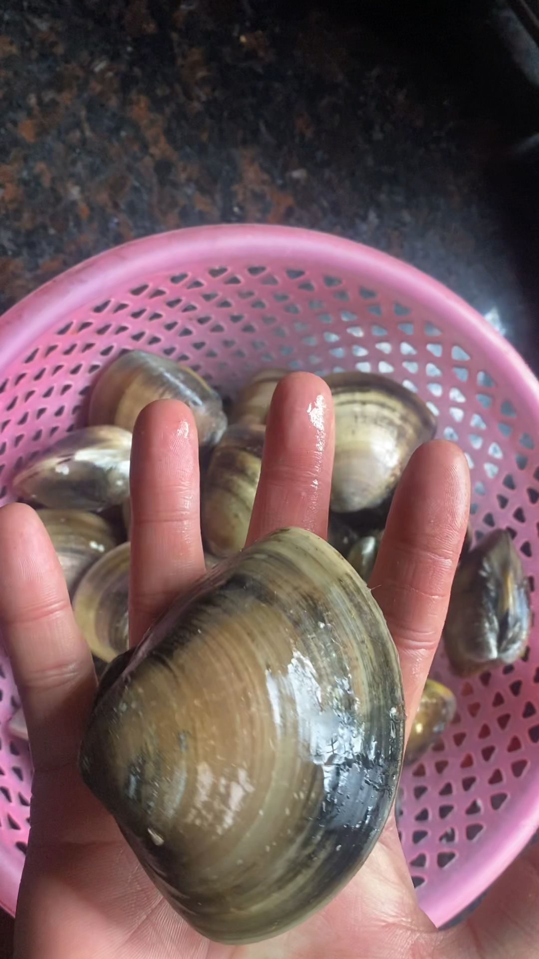 巴掌大的车螺吃过吗?在你们老家叫什么?