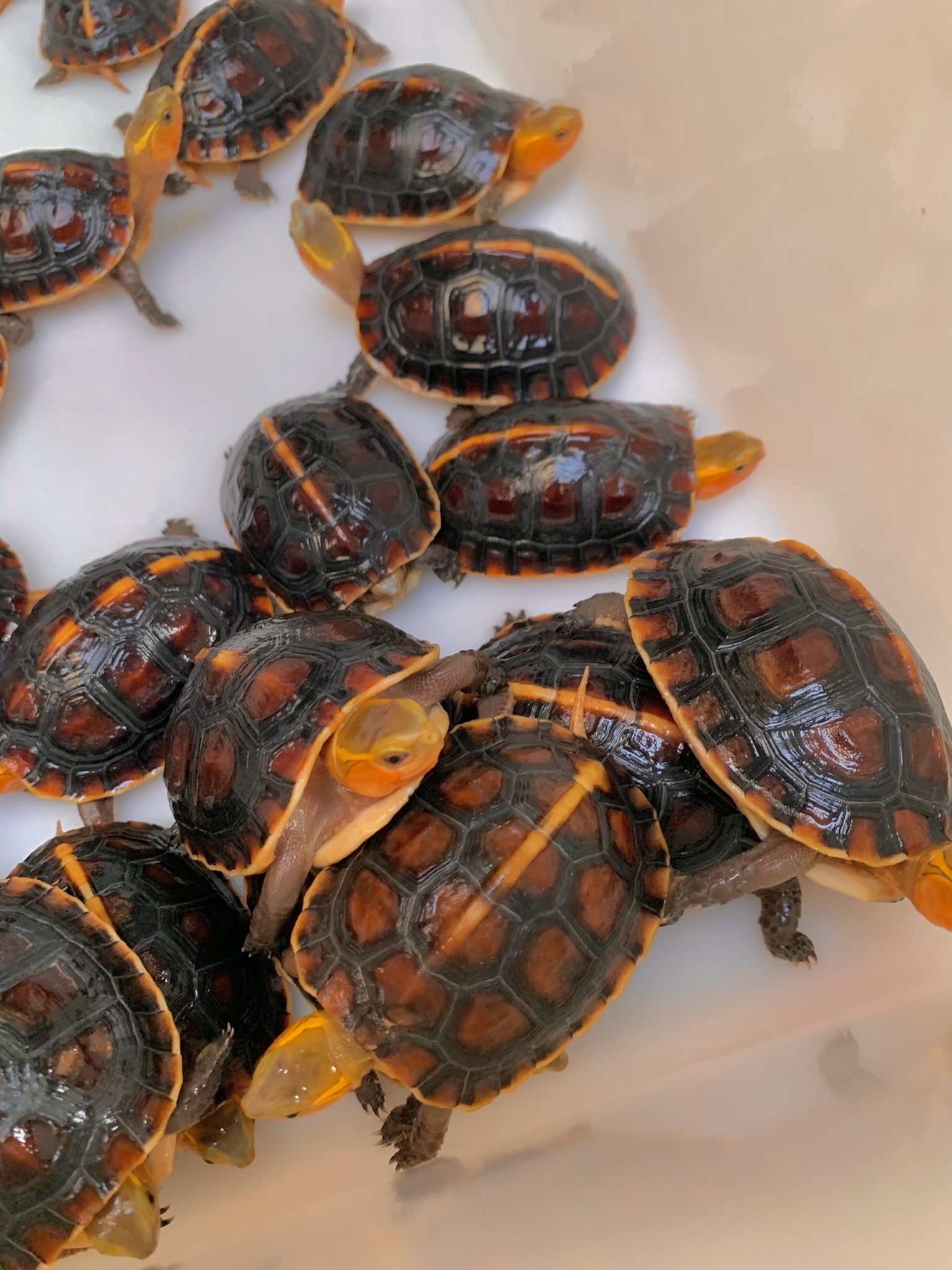 纯种皖南安缘碌20年,单连,双连都有!