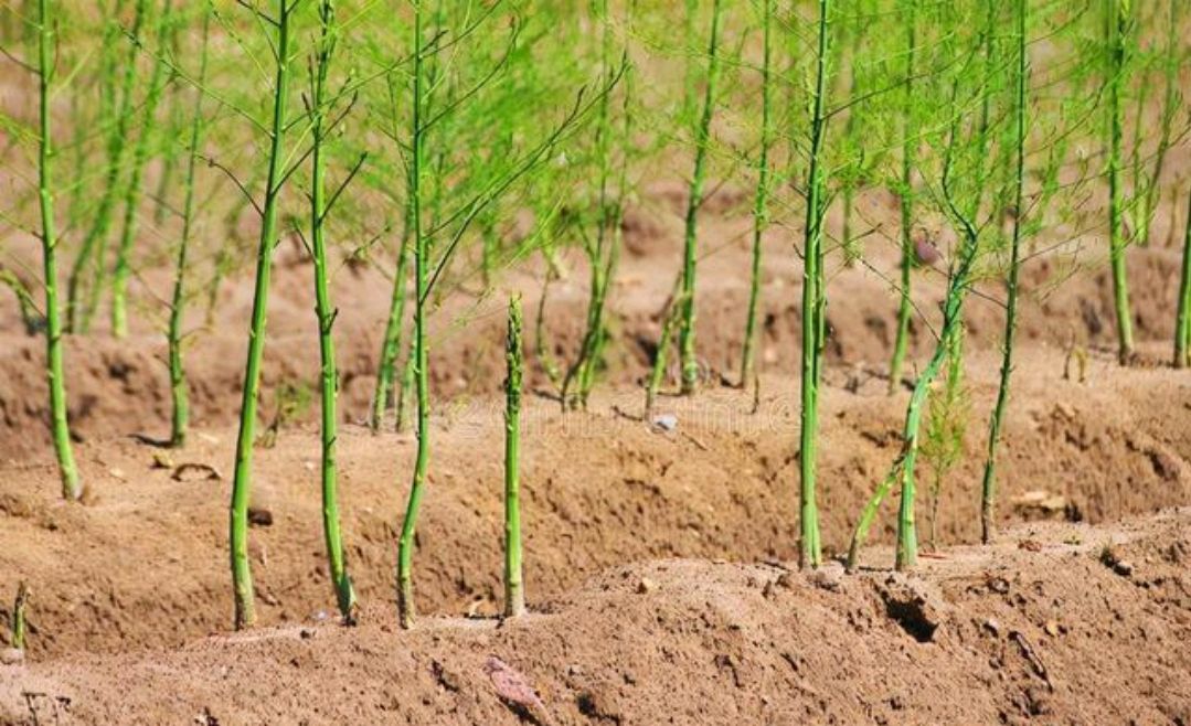 优秀农产品大分享(1):芦笋,种植简单,亩收入高达数千元!