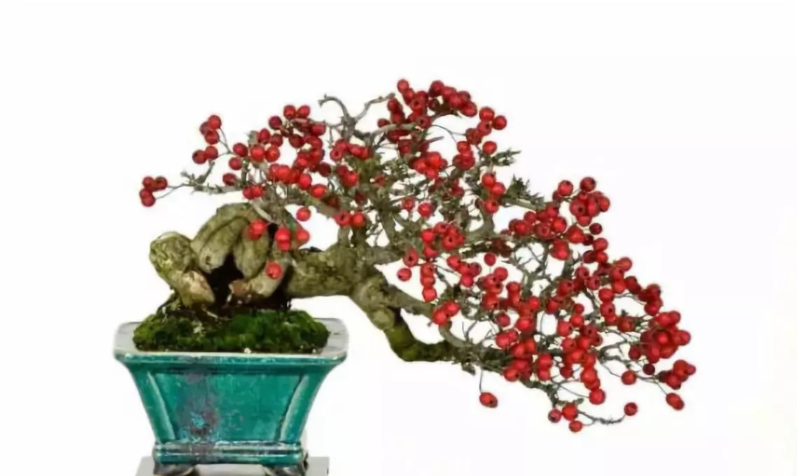 浓缩中的精华——微盆景欣赏