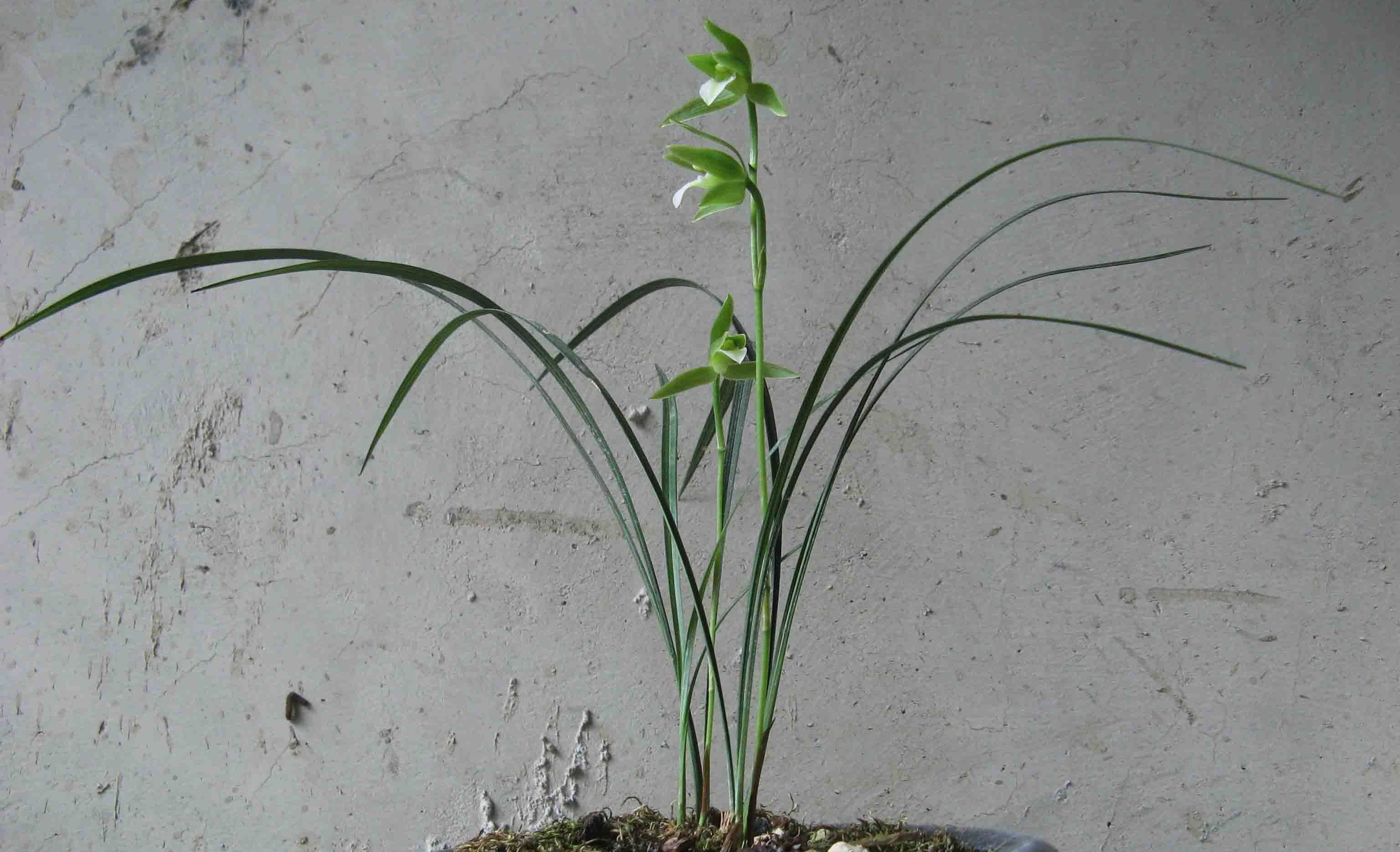 邱北冬蕙兰,紫秀寒兰,国兰地生兰品种了解(乡农小胖编辑)